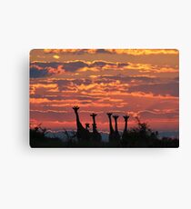 Giraffe - Sunset Sky - African Wildlife and Nature Background Canvas Print