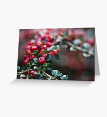 Red Berries Greeting Card