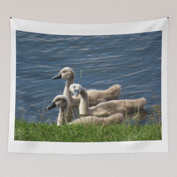 Item preview, Three Delightful Cygnets designed and sold by Karen Thomson.