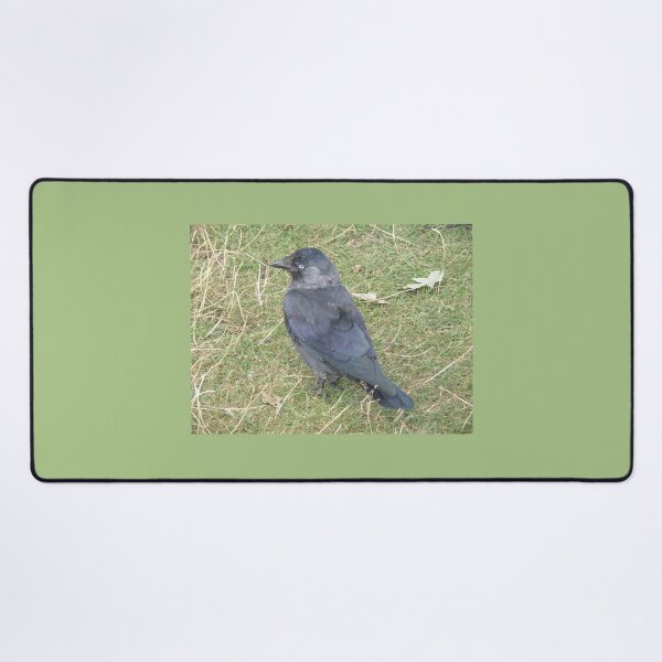 Item preview, Western Jackdaw with a Beady Eye Photograph designed and sold by naturegallery.