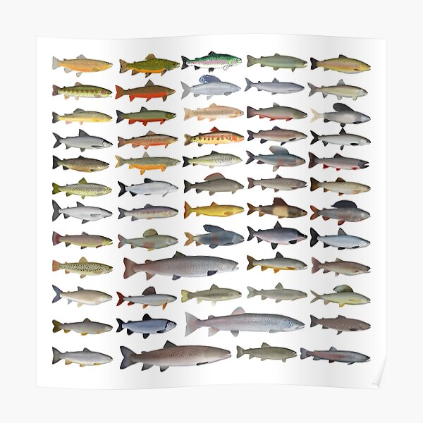 Trout, Char, Grayling, Hucho and Whitefish Group Poster