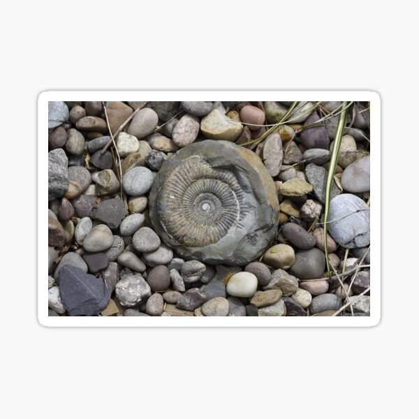 Item preview, Ammonite Fossil designed and sold by Simon1965.