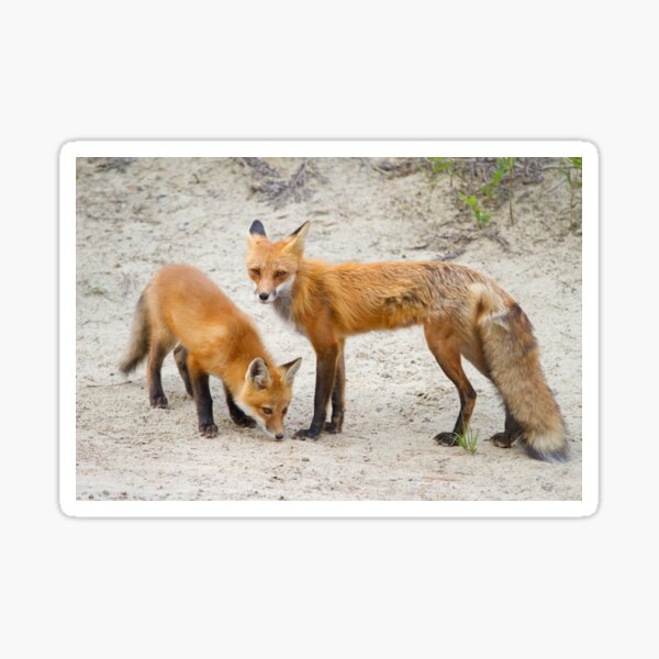 Red fox family Sticker