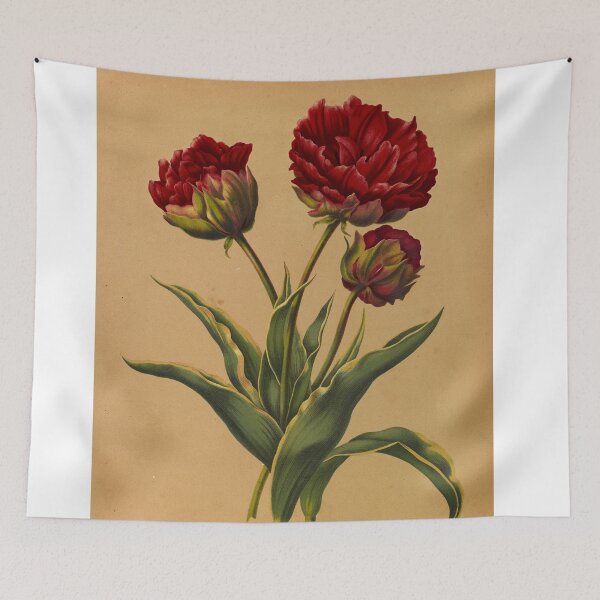 Item preview, Double Tulip. Rex rubrorum with varied leaves designed and sold by marcilio.