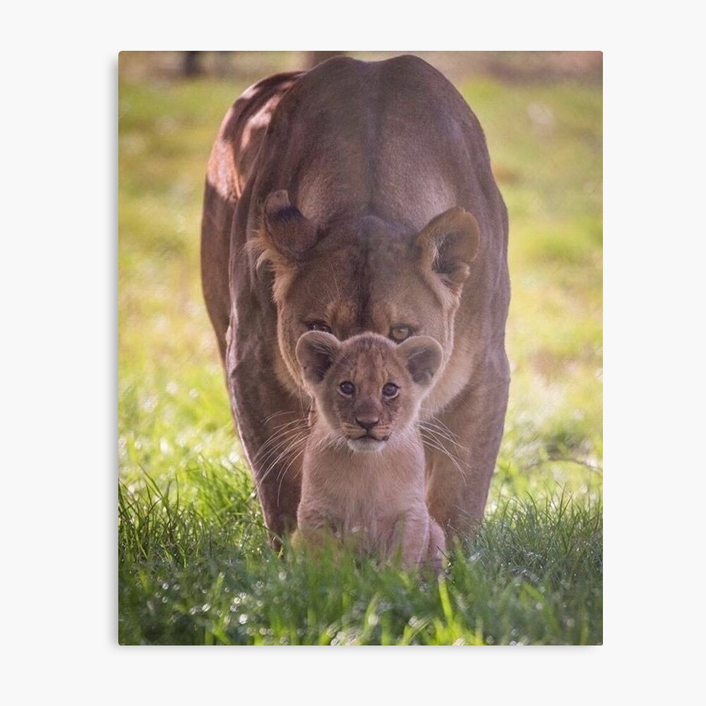  Mama Lion Cubs Lioness Don't Mess With Mama Or My Kids T-Shirt  : Clothing, Shoes & Jewelry