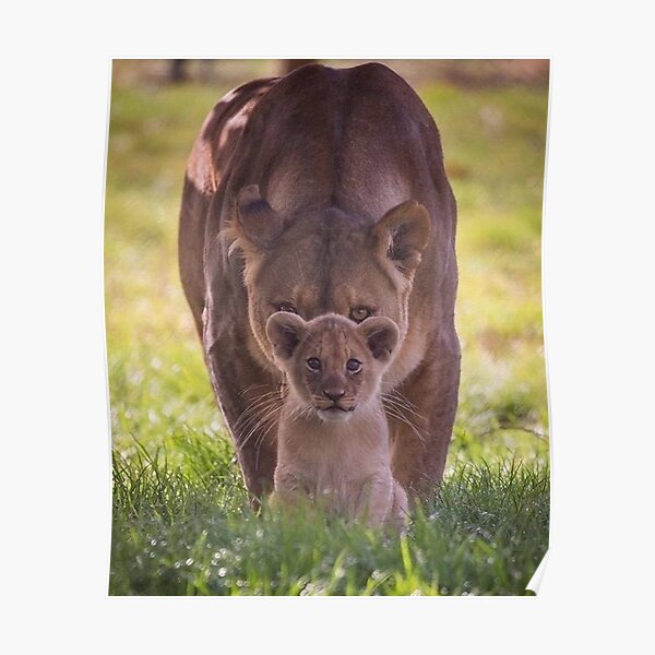 "Protective Lioness" Poster by Hidden-Eagle | Redbubble