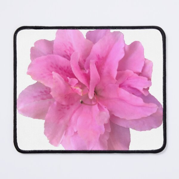 Item preview, Pink Azalea Close-up on White designed and sold by InalterataArt.