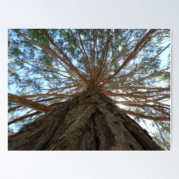 Item preview, Branches designed and sold by Sailor Bonaparte.