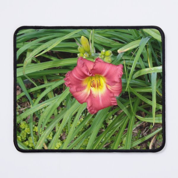 Item preview, Pink Day Lily designed and sold by GardenArtworks.