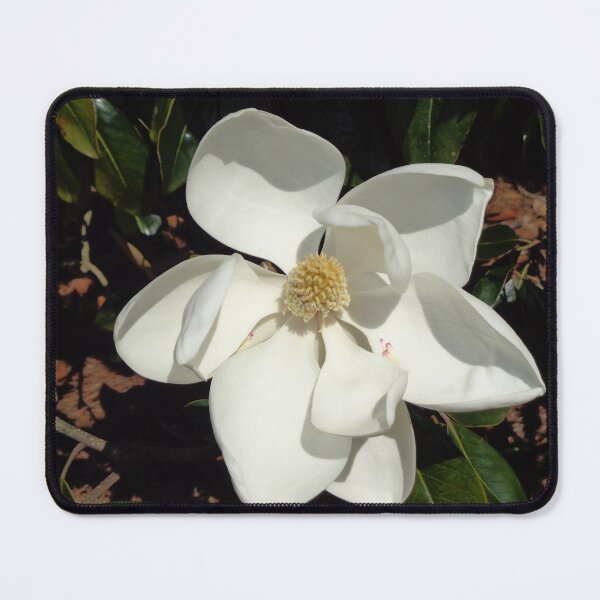 Item preview, Magnolia Bloom 2 designed and sold by GardenArtworks.