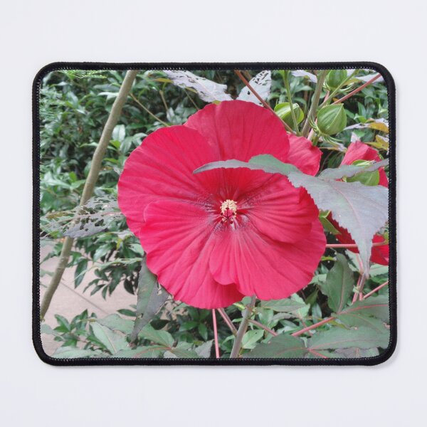 Item preview, Hibiscus designed and sold by GardenArtworks.