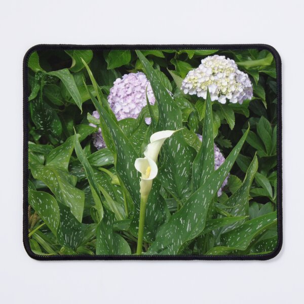 Item preview, The Calla Lilies Are in Bloom Again designed and sold by GardenArtworks.