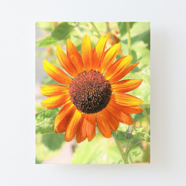 Sunflower – New Harmony Indiana (Moments Collection) Canvas Mounted Print