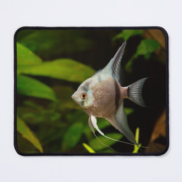 Item preview, AngelFish designed and sold by Zina Stromberg.