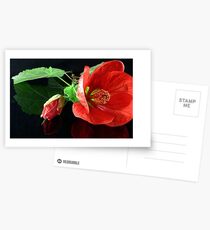 Red Chinese Lantern Postcards