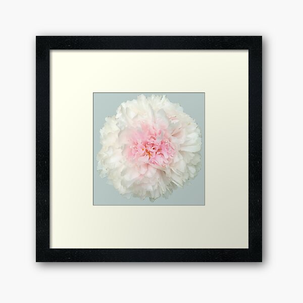 Item preview, White Peony with Pink Center Close-up designed and sold by InalterataArt.
