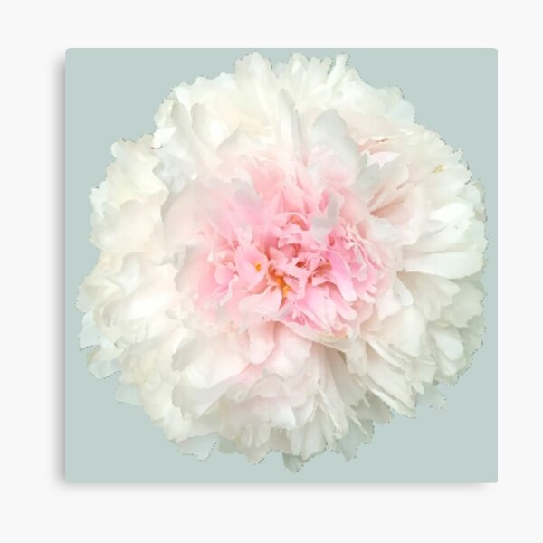 Item preview, White Peony with Pink Center Close-up designed and sold by InalterataArt.