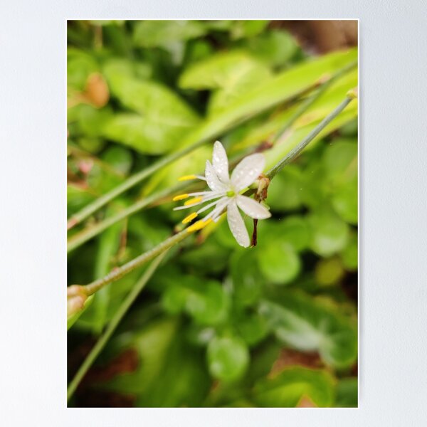 Item preview, beautiful white flower  designed and sold by allphotos.