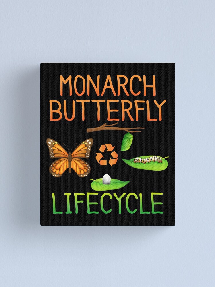 "Pretty Monarch Butterfly Lifecycle , Cocoon Caterpillar Into Pretty