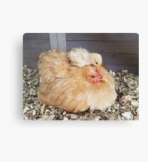 Mother Hen Canvas Print