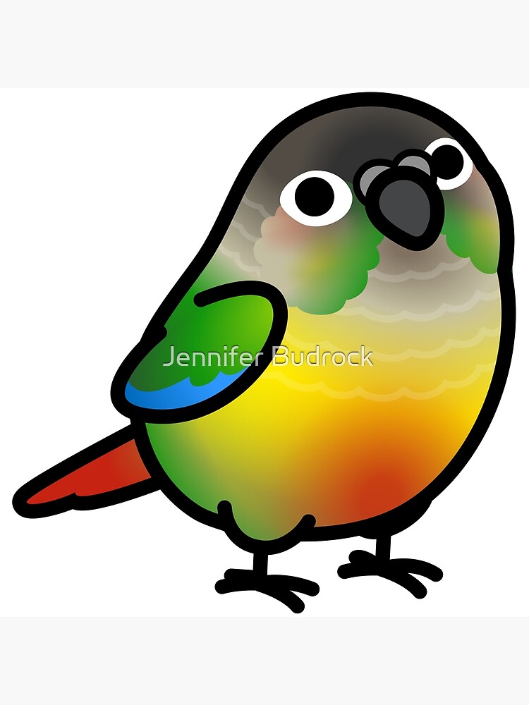 Chubby Green Cheek Conure Yellow-sided by birdhism