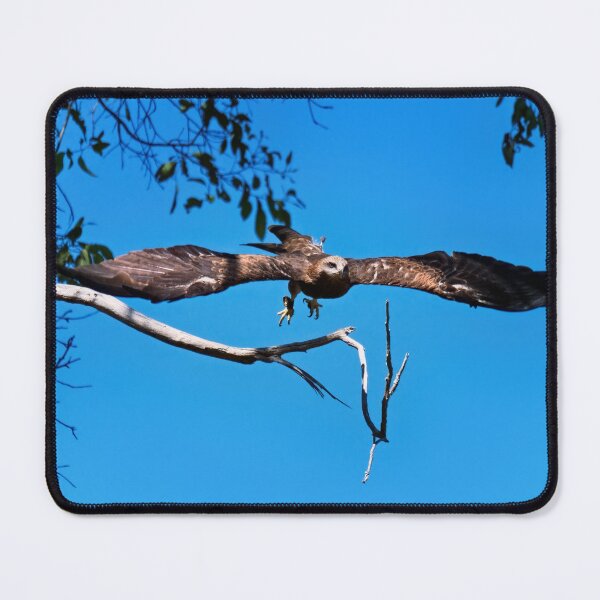 Item preview, Whistling kite photo designed and sold by hendrikspix.
