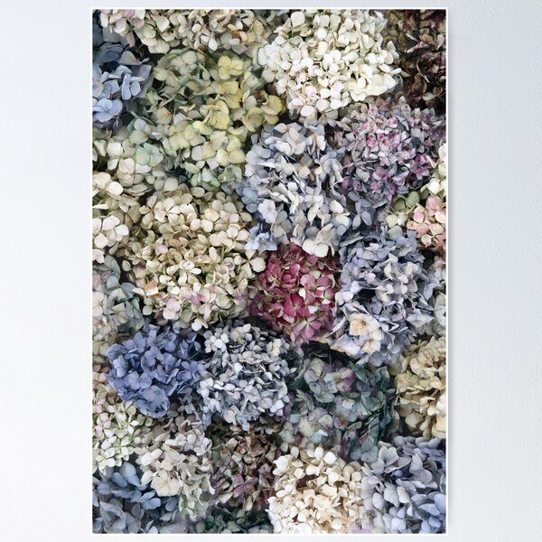 Item preview, Dried Hydrangeas designed and sold by wallflowernz.