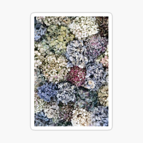 Item preview, Dried Hydrangeas designed and sold by wallflowernz.