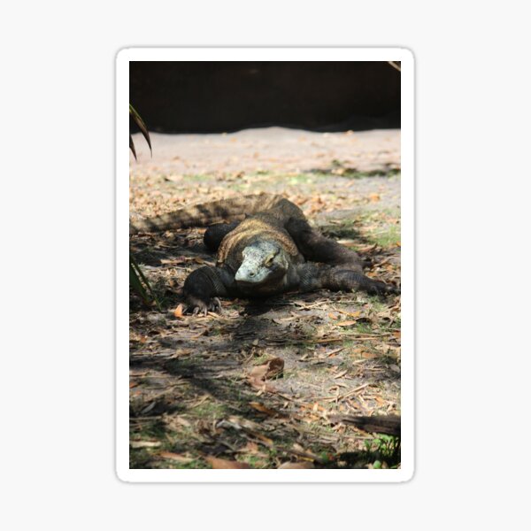 Komodo Dragon Sticker