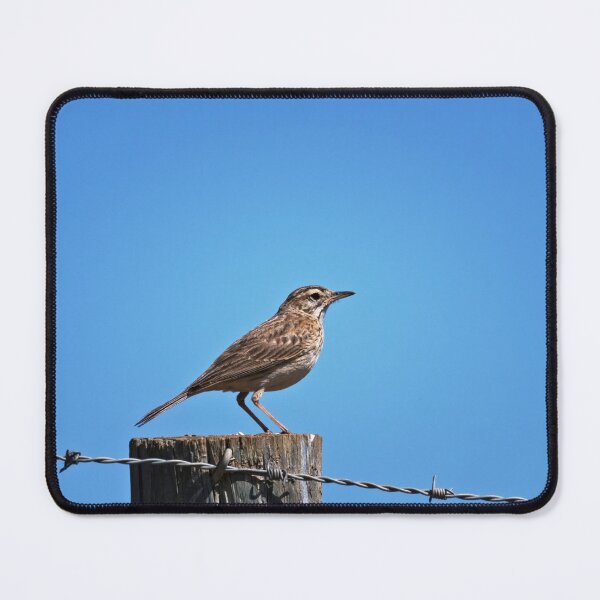 Item preview, Little grassbird on the lookout designed and sold by hendrikspix.