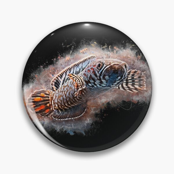 Item preview, Rainbow snakehead - Chana bleheri designed and sold by AquariumLutter.