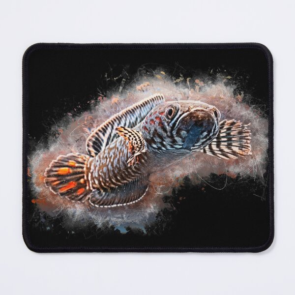 Item preview, Rainbow snakehead - Chana bleheri designed and sold by AquariumLutter.
