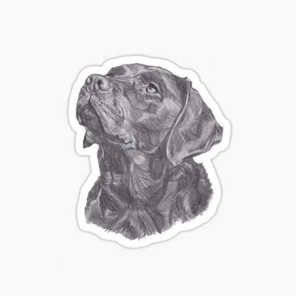 Artikel-Vorschau von Klassisches Labrador retriever-Hundeprofil-Zeichnen, designt und verkauft von LaLanny.