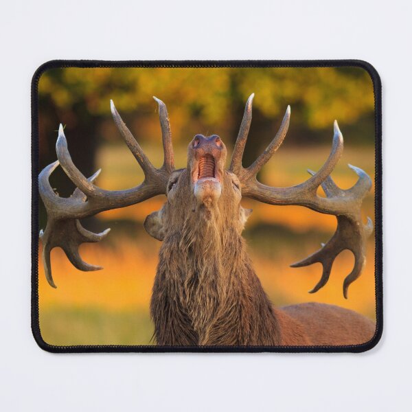 Item preview, Red Deer Stag (Cervus elaphus) designed and sold by RobKellyPhoto.