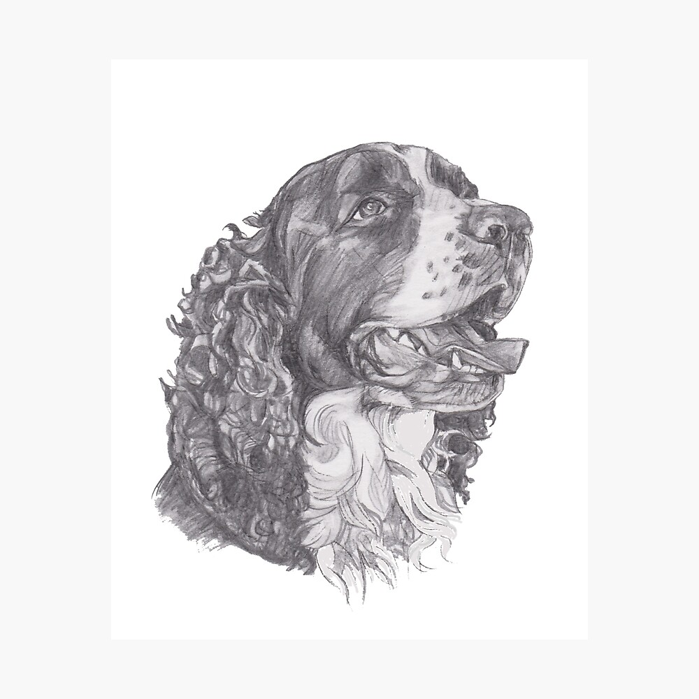 Classic English Springer Spaniel Dog Profile Drawing Metal Print By Lalanny Redbubble