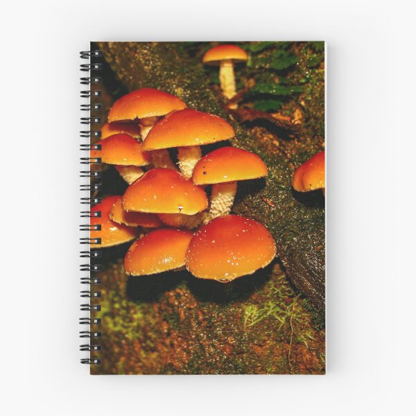 Item preview, A troop of Hypoloma fasciculare fungi mushrooms growing from rotten wood designed and sold by James-Cole.