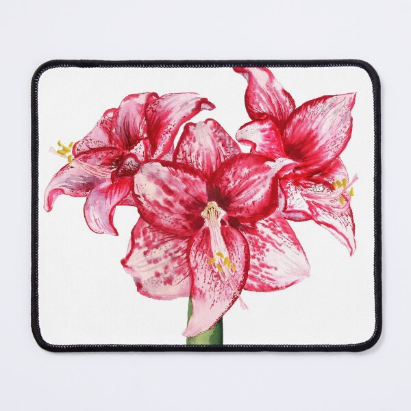 Item preview, three flowers of amaryllis designed and sold by Shoshina.