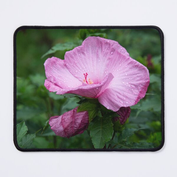 Item preview, Pink Hibiscus 2-2021 designed and sold by Thomasyoung.