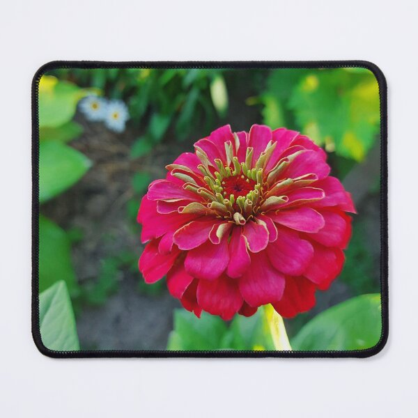 Artikelvorschau, Schließen Sie oben von der purpurroten Zinnia-Blume mit gelbem Stempel im Garten. entworfen und verkauft von trinitronboy.