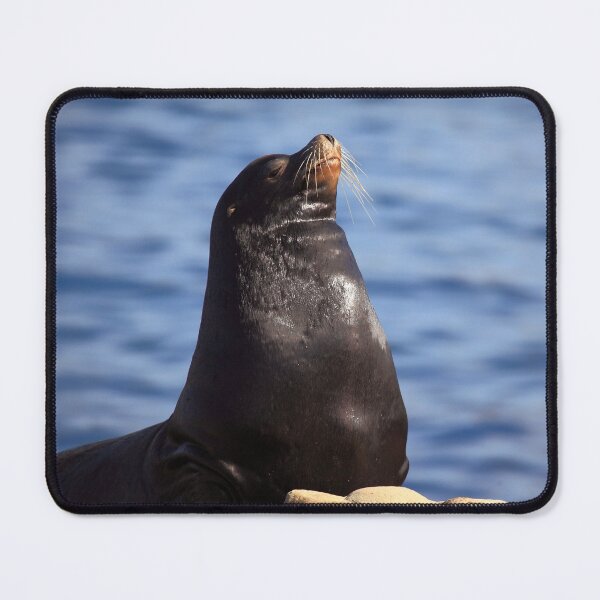 Item preview, Sealion Pose designed and sold by TVD-Photography.