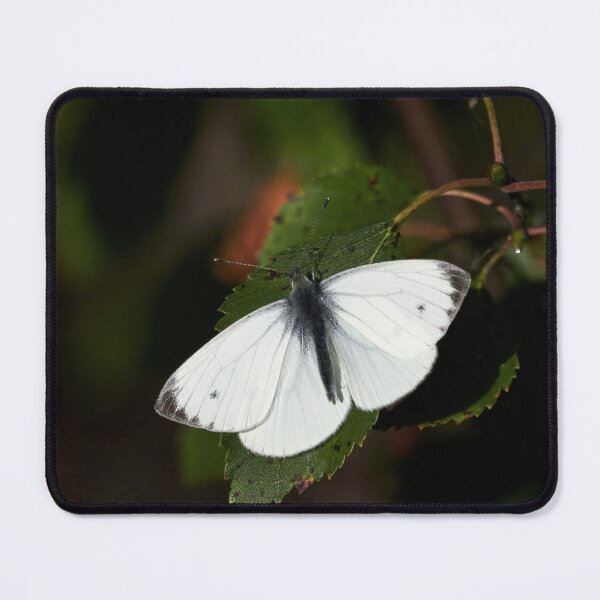 Item preview, The bright one. Green-veined White designed and sold by Jouko Lehto Photography.