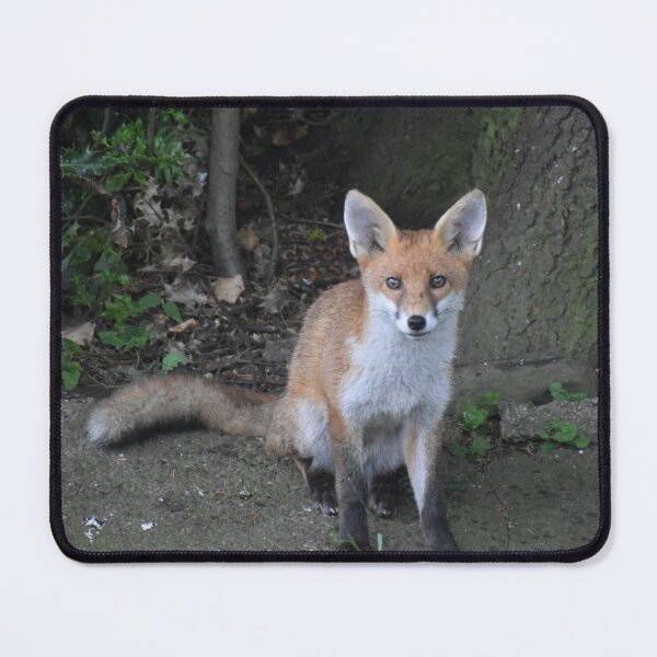 Red Fox sitting for a picture Mouse Pad