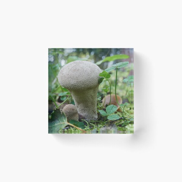 Item preview, Warted puffball in the forest designed and sold by Jouko Lehto Photography.