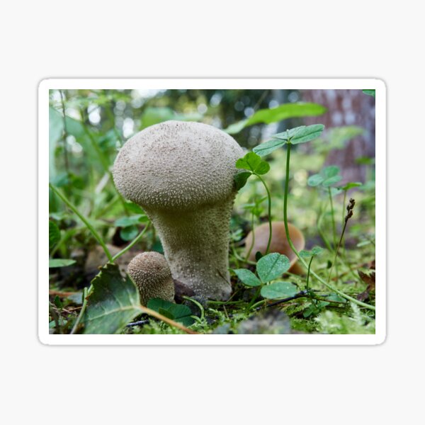 Item preview, Warted puffball in the forest designed and sold by Jouko Lehto Photography.