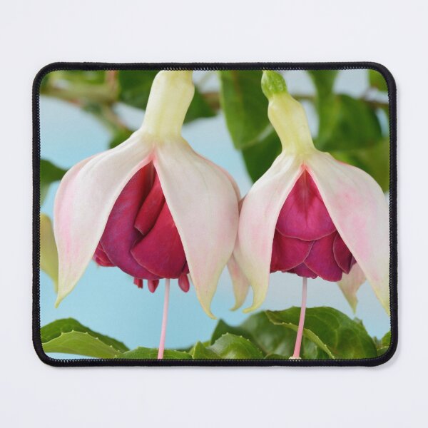 Item preview, Fuchsia  'Seventh Heaven'  designed and sold by Chris Burrows.