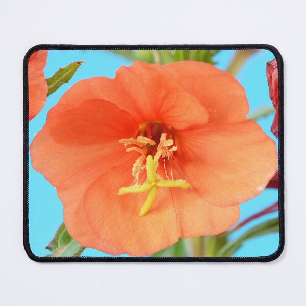 Item preview, Oenothera versicolor  'Sunset Boulevard'  Evening primrose designed and sold by Chris Burrows.