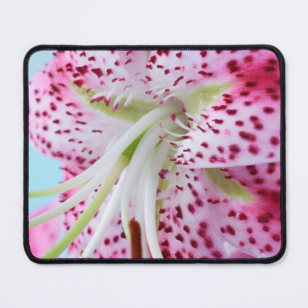 Item preview, Lilium speciosum var. rubrum  Species lily   designed and sold by Chris Burrows.
