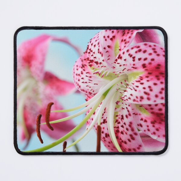 Item preview, Lilium speciosum var. rubrum Species lily designed and sold by Chris Burrows.