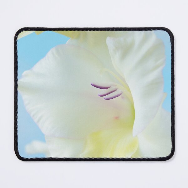 Item preview, Gladiolus 'White Prosperity' Sword lily designed and sold by Chris Burrows.
