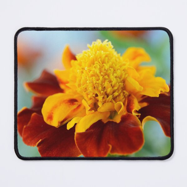 Item preview, Tagetes patula  'Mowgli Bicolour'  Dwarf French marigold designed and sold by Chris Burrows.